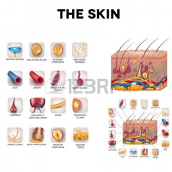 Stock Vector | Medical | Skin structure, Skin photo, Skin ...