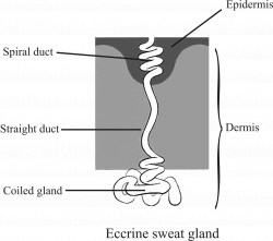 Images of Eccrine Sweat Glands On Body - #SpaceHero