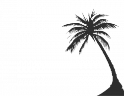 Palm Tree PNG Transparent Images Group (72+)