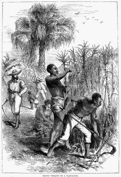 9 Slavery drawing sugar cane plantation for free download on ...