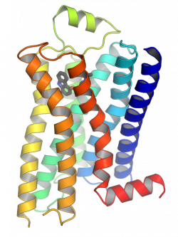 G protein–coupled receptor - Wikiwand