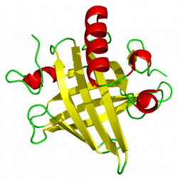 Major urinary proteins - Wikiwand