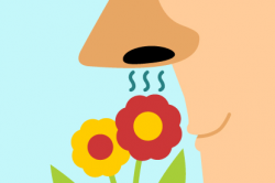 Sense of smell clipart 2 » Clipart Station