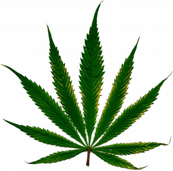 Cannabis PNG images free download