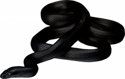 black snake twirling png - Free PNG Images | TOPpng