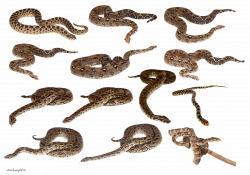 Download Snakes Clipart Png Images HQ PNG Image | FreePNGImg