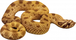 Snake Clipart brown snake - Free Clipart on Dumielauxepices.net