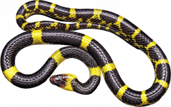 Clipart - Yellow And Black Snake