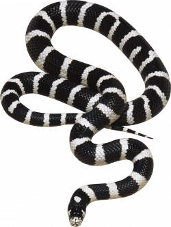 Black and White Snake PNG Image - PurePNG | Free transparent CC0 PNG ...