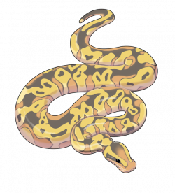 Ball Python Clipart python snake - Free Clipart on Dumielauxepices.net