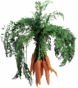 Carrot soup Image file formats Clip art - carrots 615*700 transprent ...