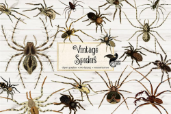 Vintage Spider Clipart, antique spider illustrations digital arachnid  illustrations PNG instant download commercial use