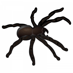 Clipart - spider - coloured