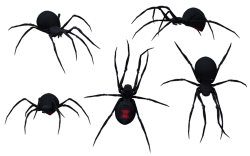 Download Black Widow Spider 075 - Free Transparent PNG Images, Icons ...