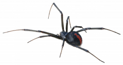 Download Black Widow Spider Transparent Background HQ PNG Image ...