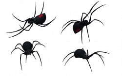 Black Widow Spider Set 11 by Free-Stock-By-Wayne on DeviantArt