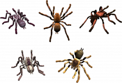 Set of Colored Spiders | Isolated Stock Photo by noBACKS.com