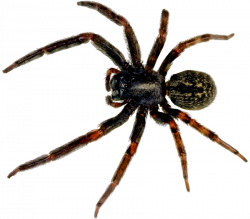 Spider PNG Image - PurePNG | Free transparent CC0 PNG Image Library