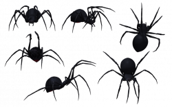Set of Black Spiders | Isolated Stock Photo by noBACKS.com