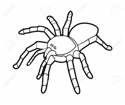 Collection of Tarantula clipart | Free download best ...