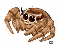 Cute Jumping Spider by ProdigyDuck on DeviantArt | Awesome Tattoo ...