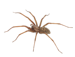 Spider Clipart brown recluse - Free Clipart on Dumielauxepices.net