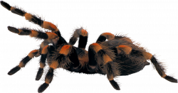 Spider PNG Image - PurePNG | Free transparent CC0 PNG Image Library