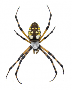 Black and Yellow Garden Spider - Pest Control, Facts ...
