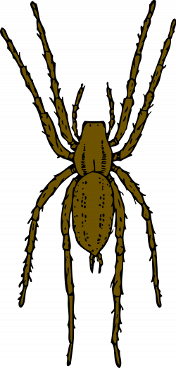 File:Brown spider.svg - Wikimedia Commons