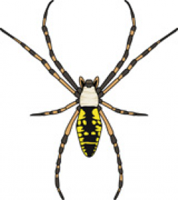 Search Results for garden spider - Clip Art - Pictures ...