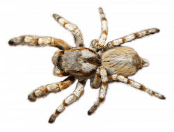 Spider png - Free PNG Images | TOPpng