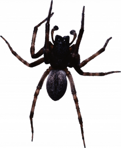 Brown Yellow Spider transparent PNG - StickPNG
