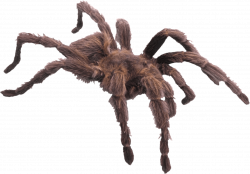 Hairy Brown Spider transparent PNG - StickPNG