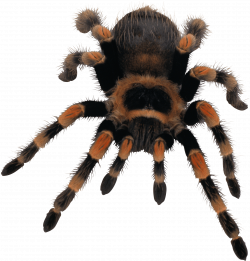 Yellow Black Spider transparent PNG - StickPNG