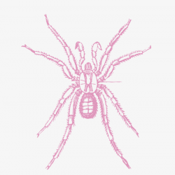 Pink Spider, Spider Clipart, Light Color #85504 - PNG Images ...
