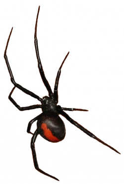 Redback spider clipart 11cm | This clipart-style image of a ...