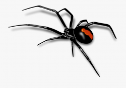 Happy Spider Clipart - Red Back Spider Drawing #356299 ...