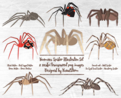 Venomous Spiders Clipart Arachnophobia Graphics Hand Drawn Spiders  Black/Brown Widow Funnal Web Brown Recluse Wandering Spider Sand Spider