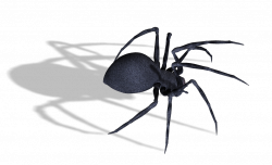 Spider PNG images, free download spider PNG photo pictures with ...