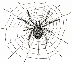 Old Design Shop ~ free digital image: spider and spiderweb ...