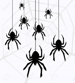 Spider pics facts funny stuff about animals clipart ...