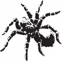 Spider Clip Art at Clker.com - vector clip art online, royalty free ...