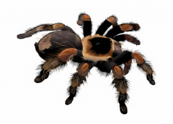 Free Stock Spider Clipart Free Collection Download ...
