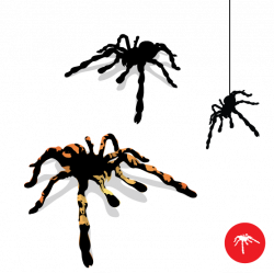 Tarantula Silhouette at GetDrawings.com | Free for personal use ...
