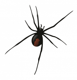 Female Redback Spider - Rooweb Clipart