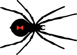 Black Widow Spider clip art Free vector in Open office ...