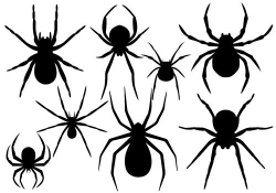 halloween-spider Vector GraphicsSilhouette Clip Art ...