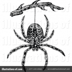 Spider Clipart #1115737 - Illustration by Prawny Vintage