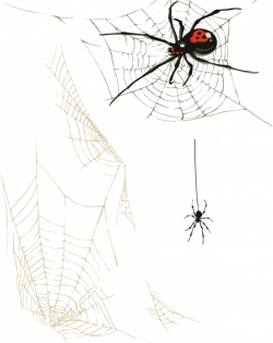 Spider web Clip art - Spider webs 633*800 transprent Png Free ...