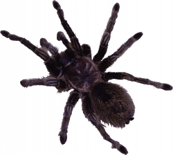 Spider web Clip art - Black spider 2712*2436 transprent Png Free ...